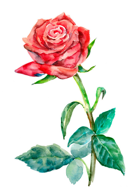 Garden rose. Watercolor hand painted illustration. Flower on white background. - Zdjęcie, obraz