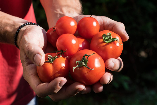 rajčata pěstovaná ve skleníku sklízeném zahradníkem - Fotografie, Obrázek