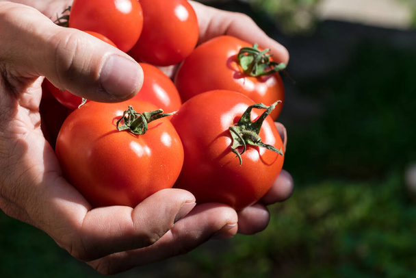ντομάτες που καλλιεργούνται σε θερμοκήπιο που συγκομίζεται από κηπουρό - Φωτογραφία, εικόνα