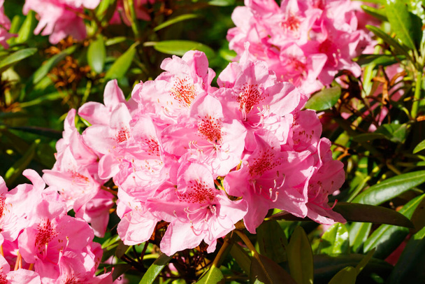 Pink rhododendron flowers in the park, Finland - Photo, Image