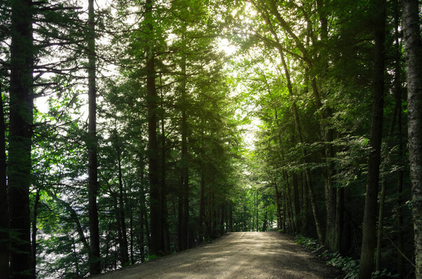 Δρόμος, μονοπάτι στο δάσος με ήλιο - Φωτογραφία, εικόνα