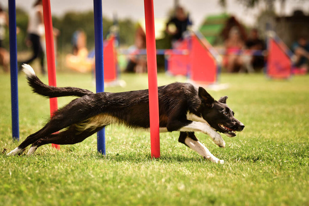 Szép tricolor Border collie fut szlalom cseh agility verseny szlalom. A kutyák imádják.! - Fotó, kép