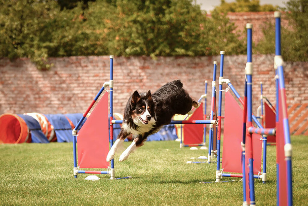 border collie is jumping over the hurdles. Amazing day on czech agility privat training - Photo, Image