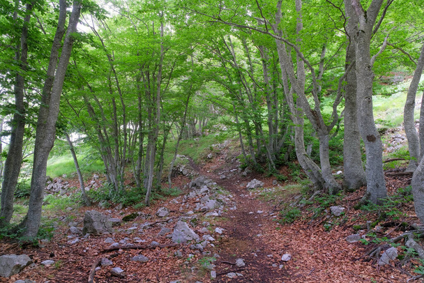 ξύλο οξιάς εντός της ορεινής περιοχής majella abruzzo italy - Φωτογραφία, εικόνα