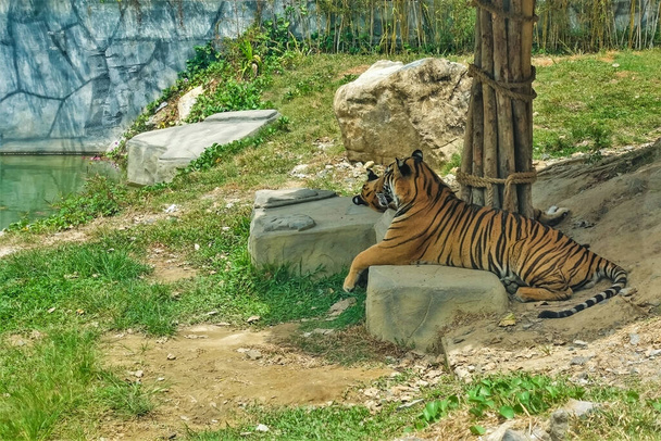Große, schöne Tiger ruhen im Schatten unter einem Vordach neben einem Stausee. Entspannte Pose, Blick zur Seite. Um Steine, Gras. Sommersonniger Tag. Zoo. Vietnam. Nha Trang. - Foto, Bild