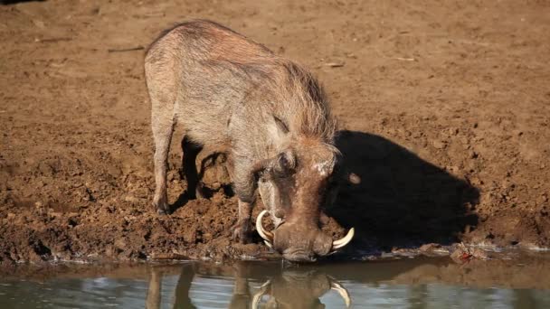 Warthog drinking - Materiaali, video
