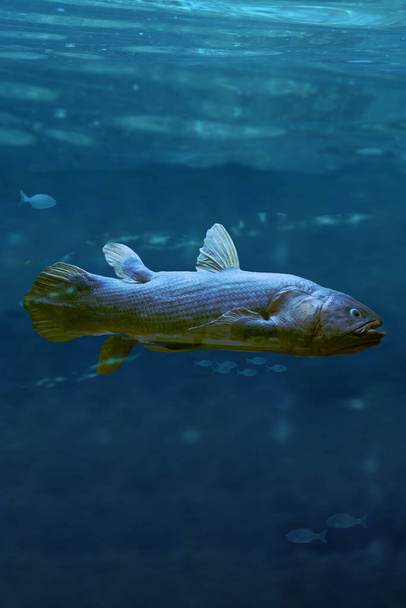 un poisson caelacanthe nageant dans la mer - Photo, image