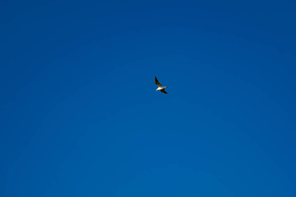 Seagull flies in blue cloudless summer sky - Foto, afbeelding