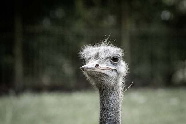 a portrait of an ostrich looking into the camera - Zdjęcie, obraz