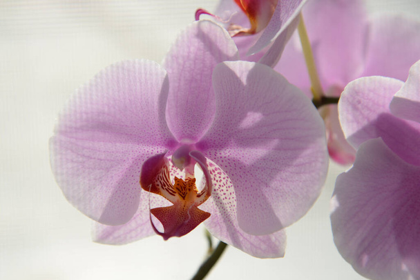 Zozuliantsev lub Orchidaceae (Orchidaceae) - ojczyzna monokotypowych wieloletnich roślin lądowych lub epifitycznych (w tropikach) roślin zielnych - Zdjęcie, obraz