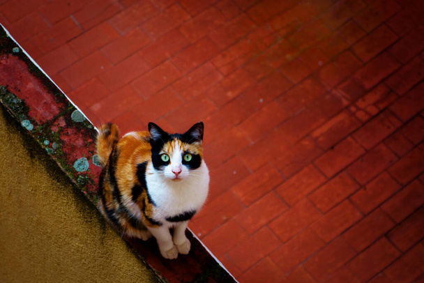 Duvarda bir kedi - Fotoğraf, Görsel