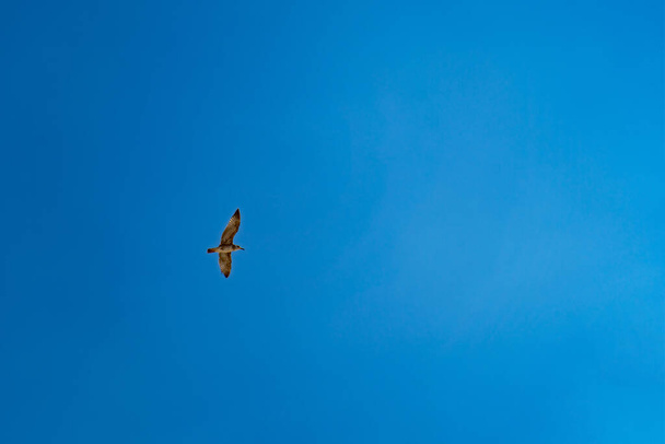 Чайка летит в голубом безоблачном летнем небе - Фото, изображение