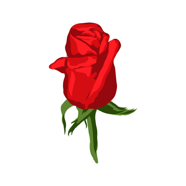 Illustration isolierte Blume der roten Rose auf weißem Hintergrund - Vektor, Bild