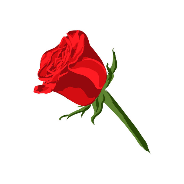 illusztráció szigetelt virág a vörös rózsa fehér alapon - Vektor, kép