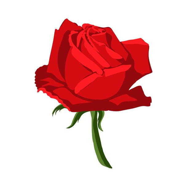 Illustration isolierte Blume der roten Rose auf weißem Hintergrund - Vektor, Bild