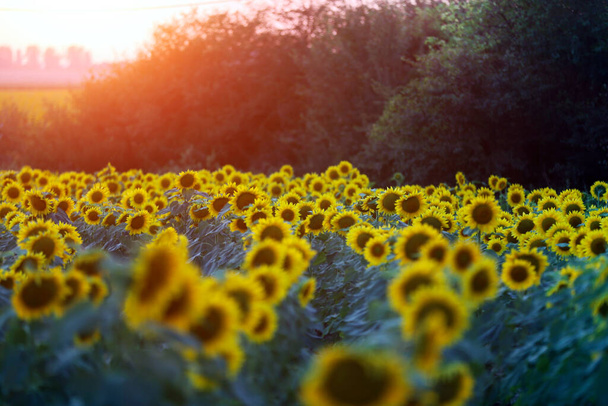 Соняшникове поле на заході сонця. Природний фон. Соняшники луги. Квіткова сутінка. Тло природи на відкритому повітрі. Виробляти екологічно чисту натуральну соняшникову олію
 - Фото, зображення