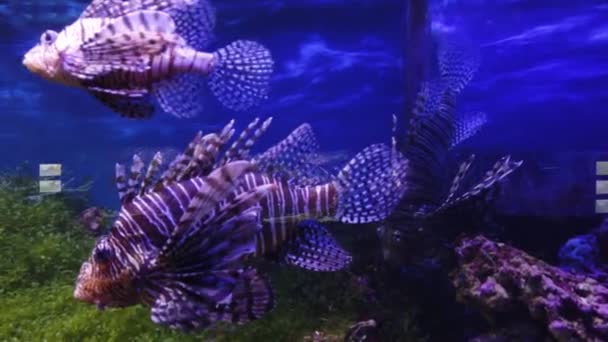 Escena submarina con coloridos peces acuario de agua dulce - Imágenes, Vídeo