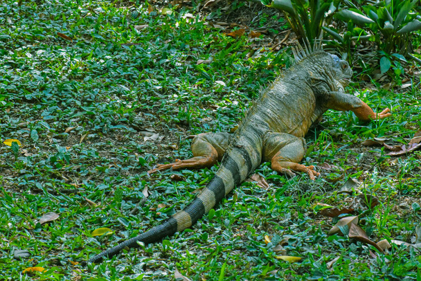 草の上を歩くイグアナの大標本. - 写真・画像