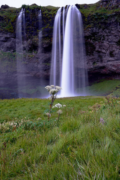 ωραία θέα του καταρράκτη seljalandsfoss με ένα λουλούδι στο προσκήνιο στην Ισλανδία - Φωτογραφία, εικόνα