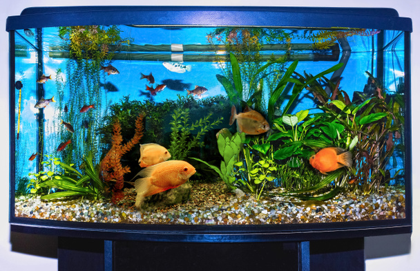 Закрытие аквариума с рыбой - Фото, изображение