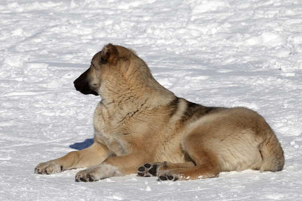 Dog resting on snowy ski slope at nice sun day - 写真・画像