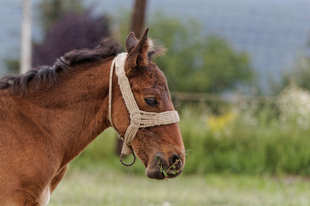 at çiftliği - Fotoğraf, Görsel
