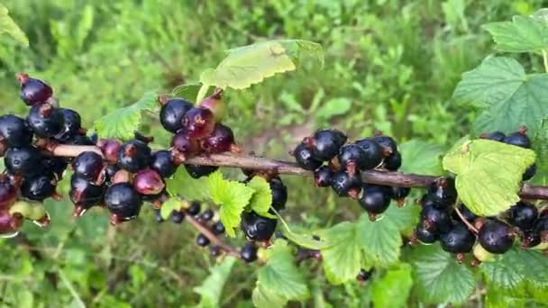 Organic fresh black currant fruits freshly picked - Footage, Video