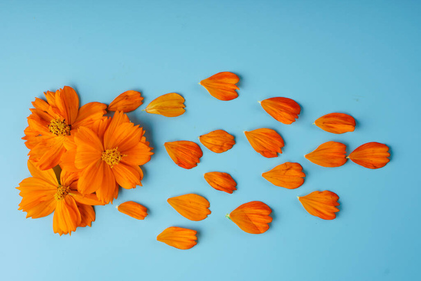 Neatly laid petals and blossoming buds of Cosmeya, on a blue background - Photo, Image