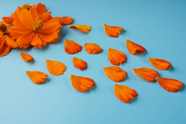Neatly laid petals and blossoming buds of Cosmeya, on a blue background - Photo, Image