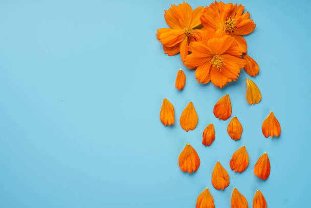 Neatly laid petals and blossoming buds of Cosmeya, on a blue background - Foto, afbeelding