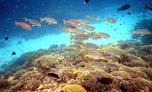Orientalne słodkie wargi pływające nad twardą rafą koralową w parku morskim Tubbatha, Philipinnes - Zdjęcie, obraz