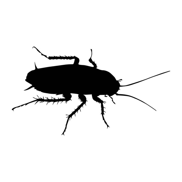 Vector de silueta de cucaracha (Blattaria) encontrado en todo el mundo - Vector, Imagen