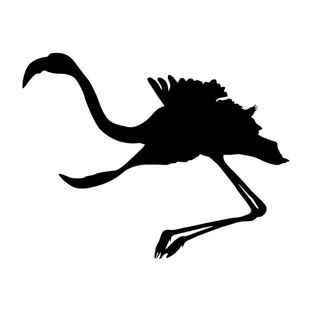 Flamingo (Phoenicopterus) Silhouette Found In Map Of South America, Africa,Europe and Western Asia - Vektör, Görsel