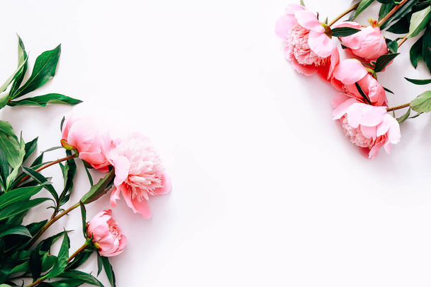 白い背景にピンクの牡丹の花のフレーム。フラットレイアウト、トップビュー. - 写真・画像