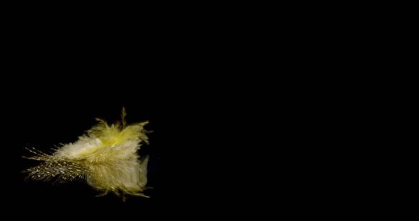 fallende gelbe Vogelfeder fällt auf eine reflektierende schwarze Oberfläche. - Foto, Bild