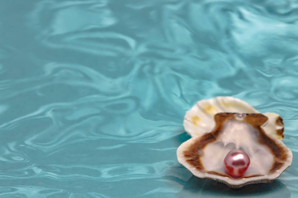Conchas de mar y rosa perla sueño y decoración de primer plano - Foto, imagen
