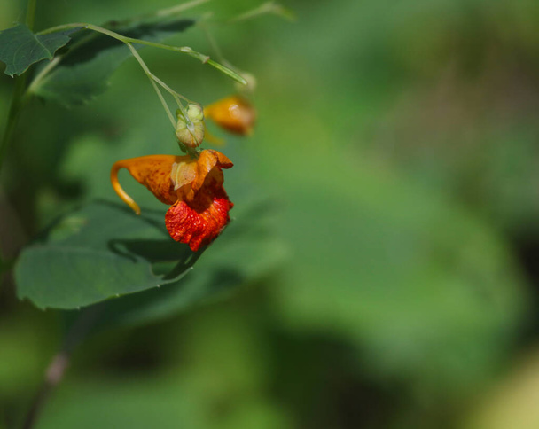 The flower of a Spotted Jewelweed (Impatiens capensis) plant. Tiro en Turkey Point Provincial Park, Ontario, Canadá.  - Foto, imagen