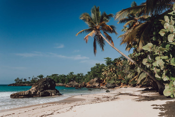Paradise beach with palm trees in Samana, Dominican Republic  - Photo, image