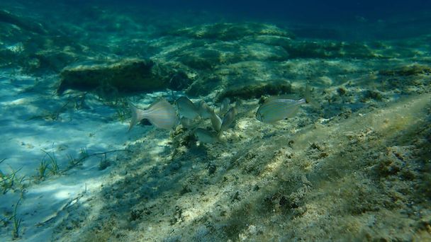 Salema porgy (Sarpa salpa)海底,エーゲ海,ギリシャ,ハルキディキ - 写真・画像