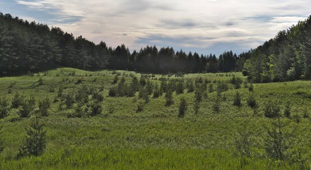 Une prairie verte entre des lignes d'arbres à feuilles persistantes. - Photo, image