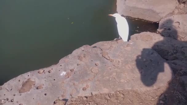 A Nagy Egret madár elindult, miután megijedt a közeledő turista árnyéktól. Hölgyem, a női turista árnyék kamerás módban tart egy okostelefont, és pillanatfelvételt akar. Fiatal madár sétál, menekül. Megszökik. Amikor a turista ilyen közel került..  - Felvétel, videó