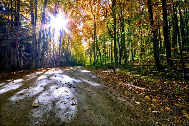 Die Landschaft der Landstraße mit Herbstblattfarbe und niedriger Blickwinkel. - Foto, Bild