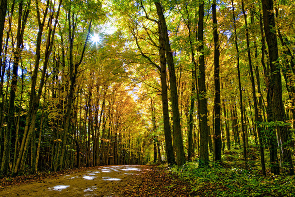 Il paesaggio con strada asfaltata vuota attraverso i boschi in autunno.  - Foto, immagini