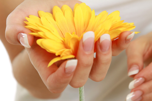 κίτρινες ζέρμπερες στο γυναικείο χέρι - Φωτογραφία, εικόνα