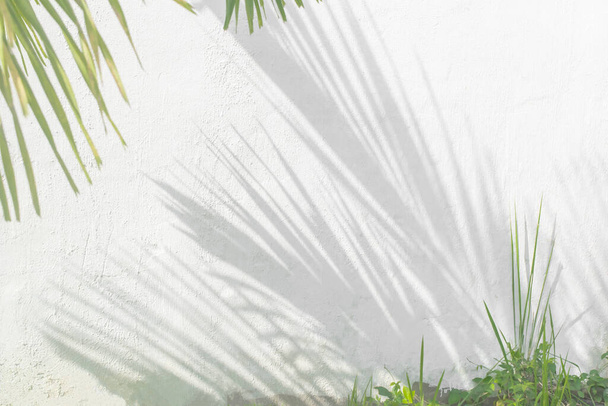 Fondo de sombra abstracto de hojas de palma naturales, en textura de pared blanca para fondo y fondo de pantalla - Foto, imagen