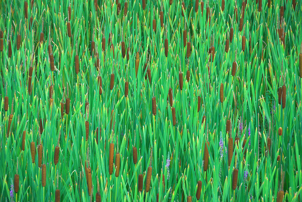 Bulrush en pantano, fondo de textura verde - Foto, Imagen