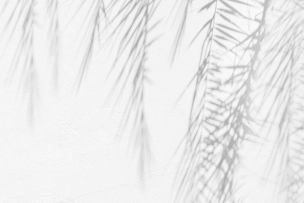 Šedý stín přírodních palmových listů abstraktní pozadí padající na bílou betonovou stěnu textury pro pozadí a tapety, černé a bílé, monochome - Fotografie, Obrázek