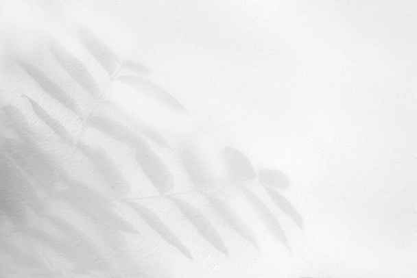 ombra foglie grigie con sfondo ramo su texture bianca muro di cemento, bianco e nero, monocromatico - Foto, immagini