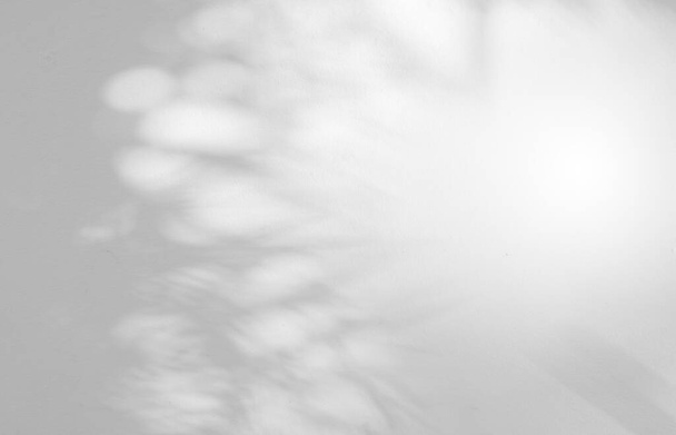 Astratto lascia sfondo ombra su bianco struttura della parete di cemento per lo sfondo, in bianco e nero, monocromatico, ombra arte della natura su wal - Foto, immagini