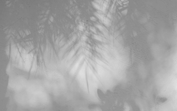Absztrakt sötét árnyék háttér természetes pálma levelek fehér beton fal textúra háttér és tapéta, fekete-fehér, monokróm - Fotó, kép